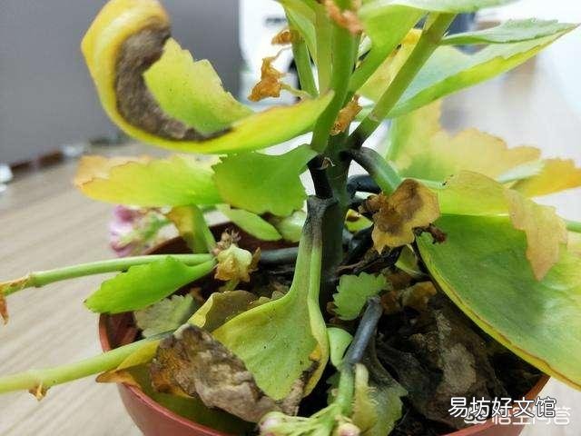 朋友给了一盆长寿花,有花蕾了,可是叶子都是黄了,怎么养护啊?