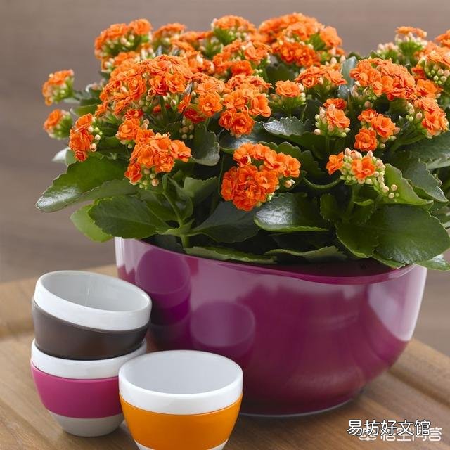 朋友给了一盆长寿花,有花蕾了,可是叶子都是黄了,怎么养护啊?