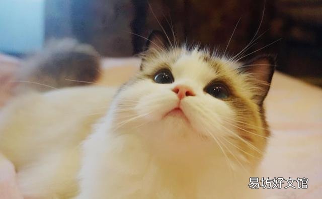 布偶猫的品种及价格(布偶猫的品种及价格及图片)