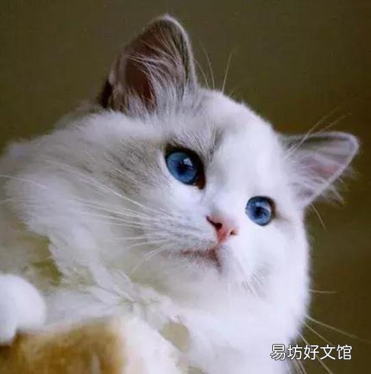 布偶猫的品种及价格(布偶猫的品种及价格及图片)