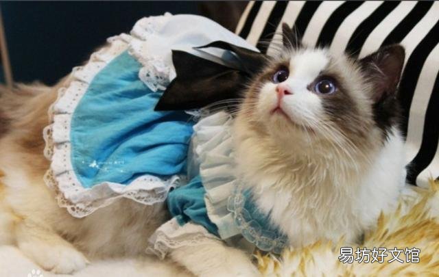 布偶猫的品种及价格(布偶猫的品种及价格及图片)