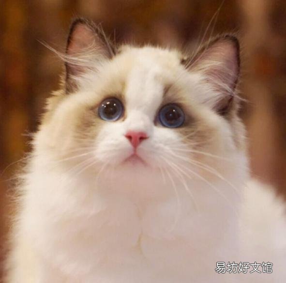 布偶猫的品种及价格(布偶猫的品种及价格及图片)