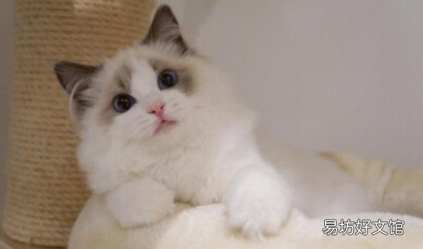 布偶猫的品种及价格(布偶猫的品种及价格及图片)
