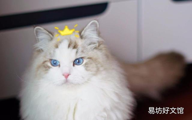 布偶猫的品种及价格(布偶猫的品种及价格及图片)