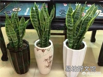 冬季家庭养殖虎皮兰需要注意什么?虎皮兰如何安全越冬?