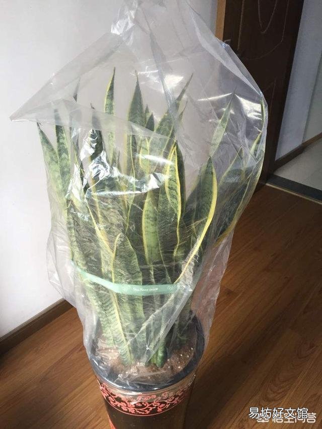 冬季家庭养殖虎皮兰需要注意什么?虎皮兰如何安全越冬?