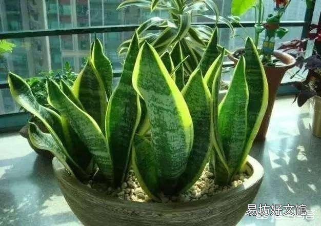 冬季家庭养殖虎皮兰需要注意什么?虎皮兰如何安全越冬?