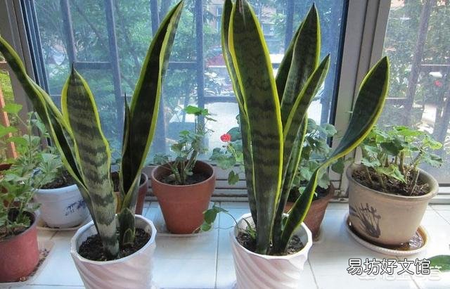冬季家庭养殖虎皮兰需要注意什么?虎皮兰如何安全越冬?