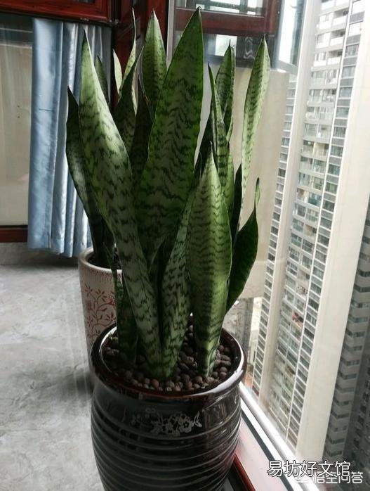 冬季家庭养殖虎皮兰需要注意什么?虎皮兰如何安全越冬?