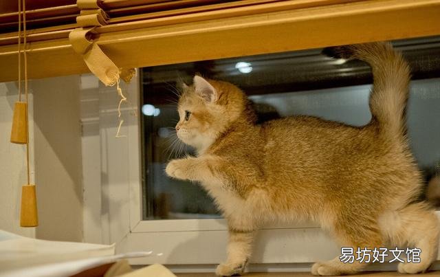 银点猫多少钱一只(长毛银点猫多少钱一只)