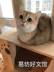 银点猫多少钱一只(长毛银点猫多少钱一只)