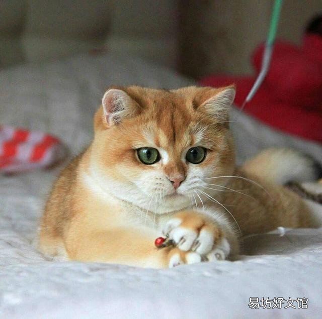 银点猫多少钱一只(长毛银点猫多少钱一只)