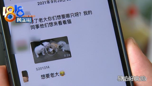 银点猫多少钱一只(长毛银点猫多少钱一只)