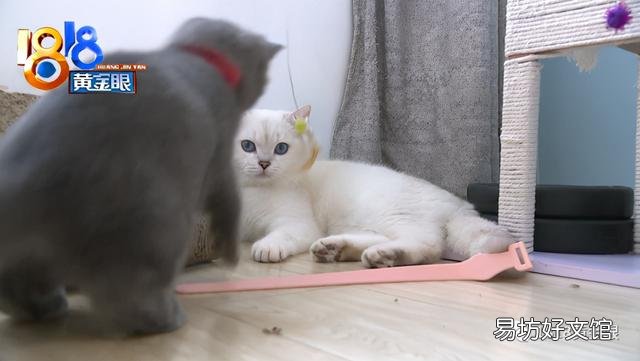 银点猫多少钱一只(长毛银点猫多少钱一只)
