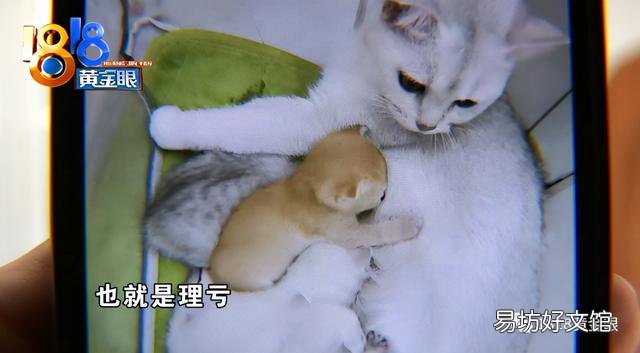 银点猫多少钱一只(长毛银点猫多少钱一只)