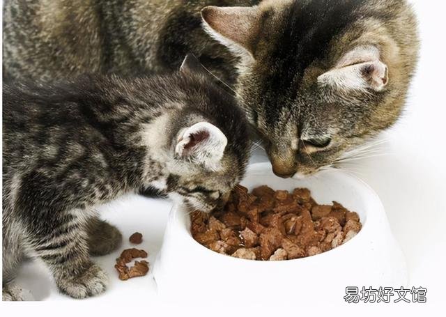 银点猫多少钱一只(长毛银点猫多少钱一只)