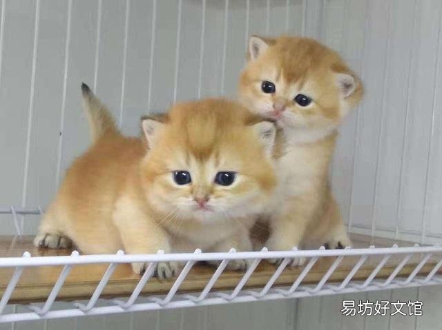 银点猫多少钱一只(长毛银点猫多少钱一只)