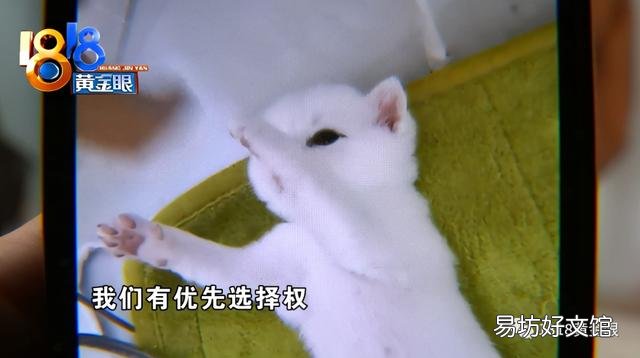 银点猫多少钱一只(长毛银点猫多少钱一只)