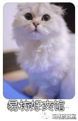 宠物猫多少钱(宠物猫多少钱一只幼崽)