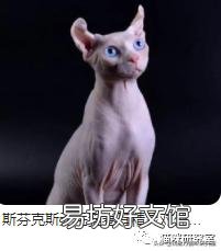 宠物猫多少钱(宠物猫多少钱一只幼崽)