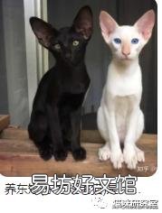 宠物猫多少钱(宠物猫多少钱一只幼崽)