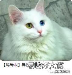 宠物猫多少钱(宠物猫多少钱一只幼崽)