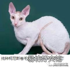 宠物猫多少钱(宠物猫多少钱一只幼崽)