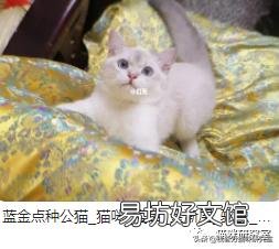 宠物猫多少钱(宠物猫多少钱一只幼崽)