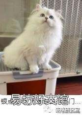 宠物猫多少钱(宠物猫多少钱一只幼崽)