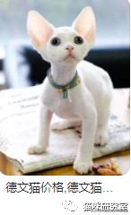 宠物猫多少钱(宠物猫多少钱一只幼崽)