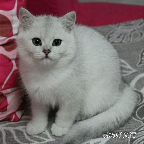 宠物猫多少钱(宠物猫多少钱一只幼崽)