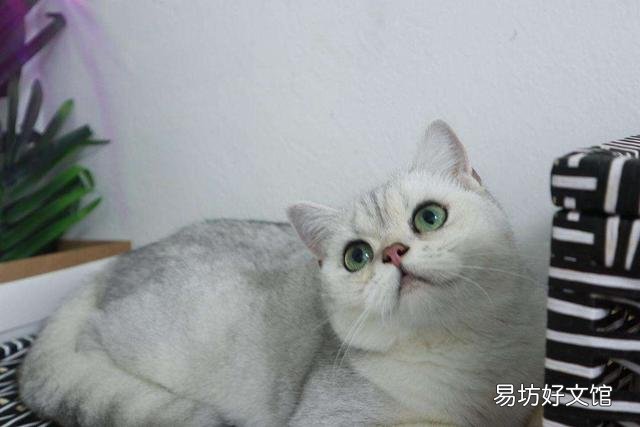 宠物猫多少钱(宠物猫多少钱一只幼崽)