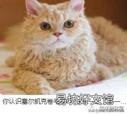 宠物猫多少钱(宠物猫多少钱一只幼崽)
