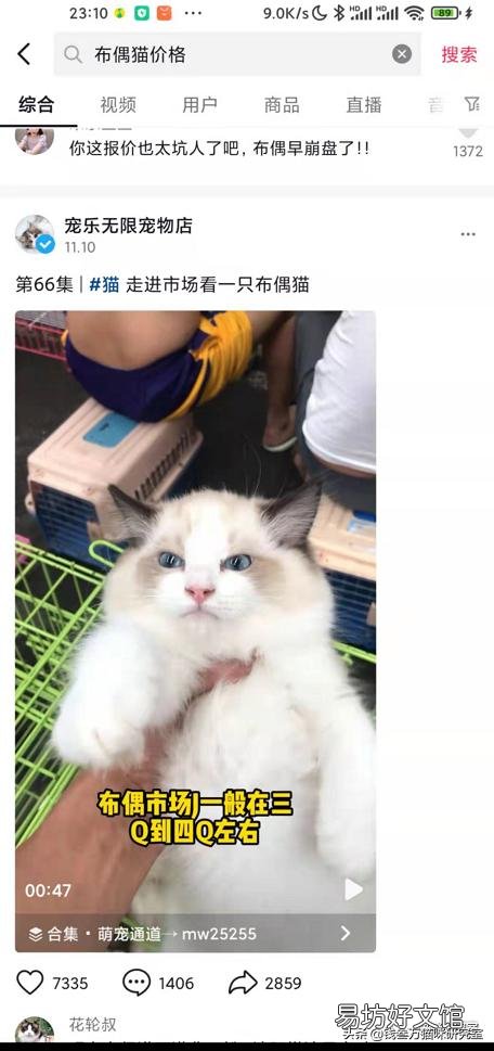 宠物猫多少钱(宠物猫多少钱一只幼崽)