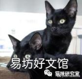 宠物猫多少钱(宠物猫多少钱一只幼崽)