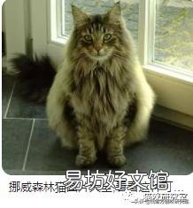 宠物猫多少钱(宠物猫多少钱一只幼崽)