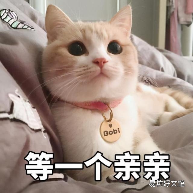 曼基康猫多少钱一只(乳白曼基康猫多少钱一只)