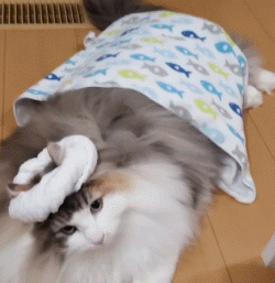 曼基康猫多少钱一只(乳白曼基康猫多少钱一只)
