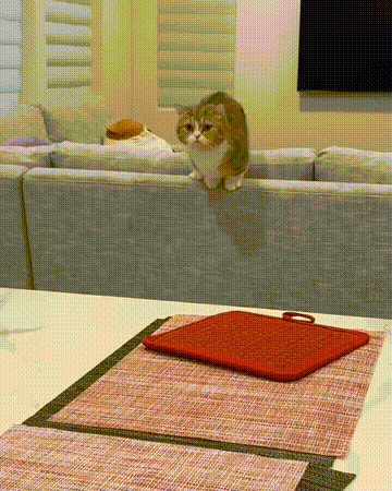曼基康猫多少钱一只(乳白曼基康猫多少钱一只)