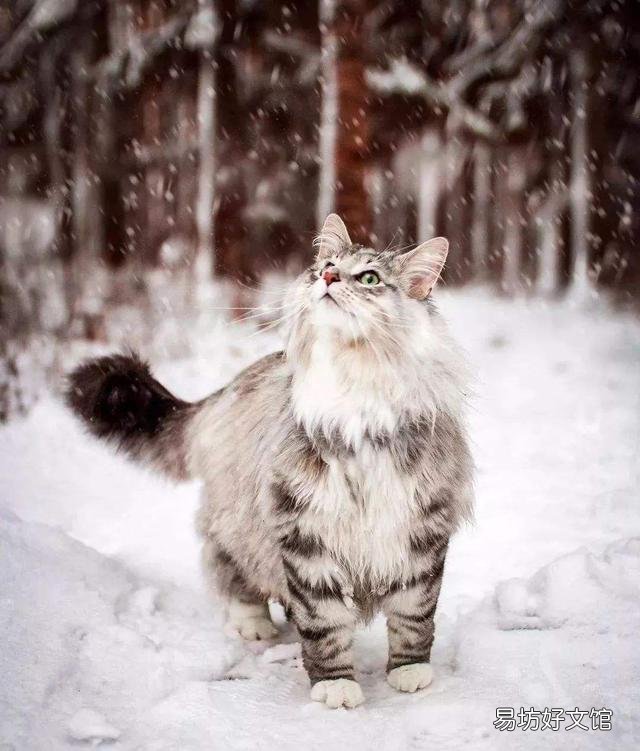 曼基康猫多少钱一只(乳白曼基康猫多少钱一只)