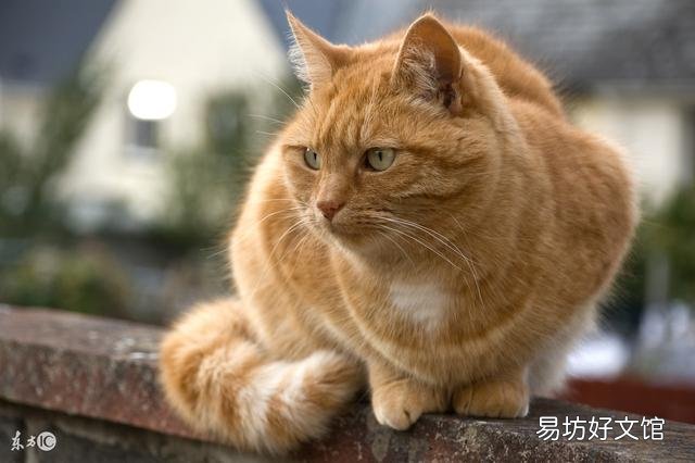 曼基康猫多少钱一只(乳白曼基康猫多少钱一只)