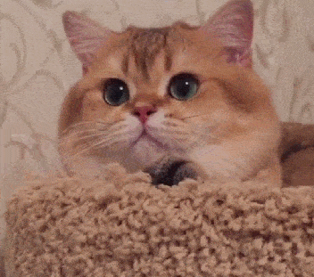 曼基康猫多少钱一只(乳白曼基康猫多少钱一只)