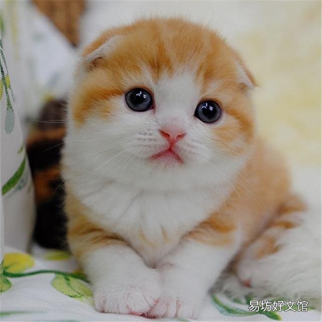 曼基康猫多少钱一只(乳白曼基康猫多少钱一只)