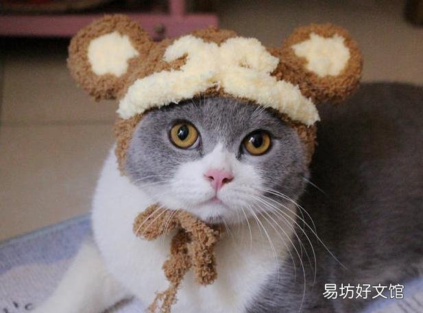 曼基康猫多少钱一只(乳白曼基康猫多少钱一只)