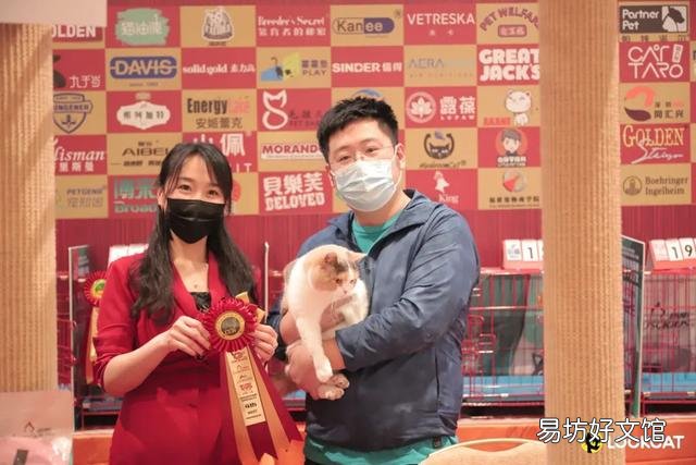 曼基康猫多少钱一只(乳白曼基康猫多少钱一只)