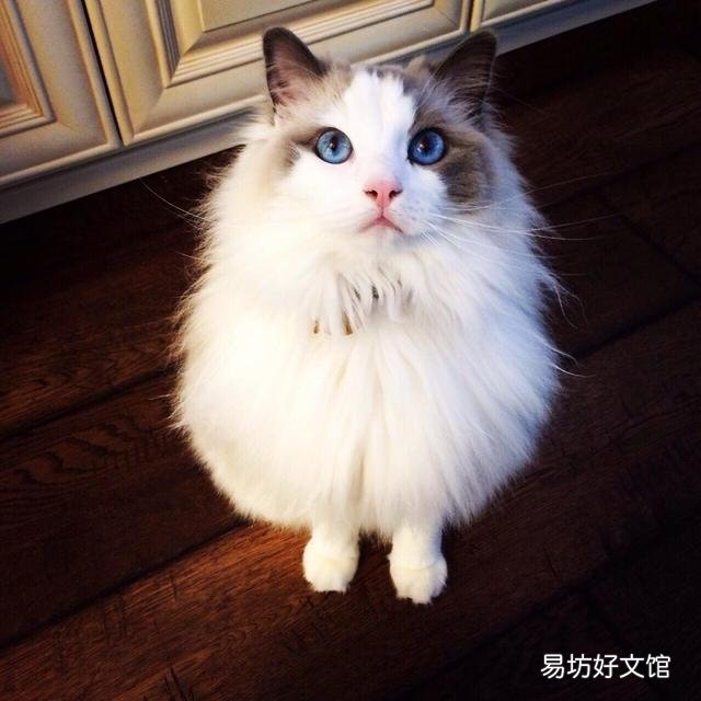 德文卷毛猫价格多少钱一只(德文卷毛猫市场价格)