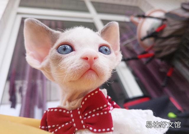 德文卷毛猫价格多少钱一只(德文卷毛猫市场价格)