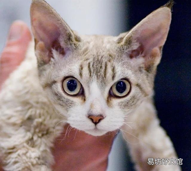 德文卷毛猫价格多少钱一只(德文卷毛猫市场价格)