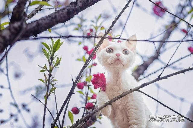 德文卷毛猫价格多少钱一只(德文卷毛猫市场价格)