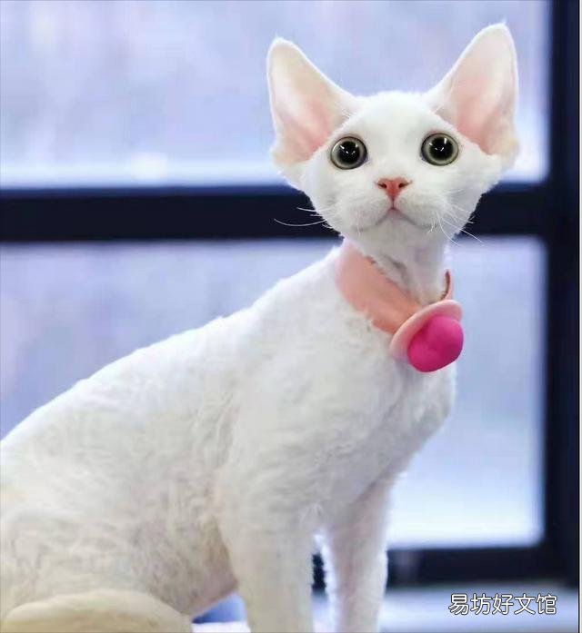 德文卷毛猫价格多少钱一只(德文卷毛猫市场价格)
